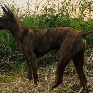 Screenshot_1717658788